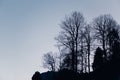 Silhouette of a branch trees