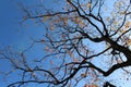 Silhouette of branches and blooming gingko leaves
