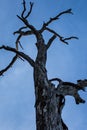 Branches of dead tree now providing homes, nests for wildlife, reaching to blue sky