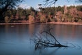 Silhouette branches in the lake