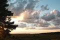 The silhouette of the branches of a large pine tree against the orange sky in the evening. Clouds at sunset in summer illuminated Royalty Free Stock Photo