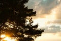 The silhouette of the branches of a large pine tree against the orange sky in the evening. Clouds at sunset in summer illuminated Royalty Free Stock Photo