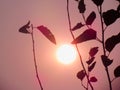 Silhouette branches and leaves with the sunset