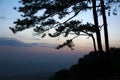 Silhouette branches of pine tree