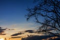 Silhouette branches and sky at sunset as the background.