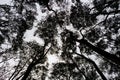 Silhouette branches tree under view in the forest