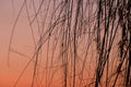 Silhouette of the branches of a willow hanging over the water. Royalty Free Stock Photo