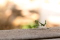 Silhouette of Bright green predatory praying mantis standing on gray deck looking over shoulder at camera Royalty Free Stock Photo