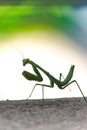 Silhouette of Bright green predatory praying mantis standing on gray deck looking over shoulder at camera Royalty Free Stock Photo