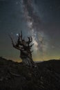 Silhouette of Bristlecone Pine Trees in Bishop California and the Milky Way Galaxy