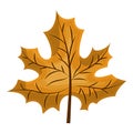 Silhouette brown color of dried leaves maple