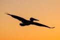 Silhouette of Brown Pelican flying at sunrise