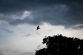 Silhouette of a brown pelican landing on a tree - Panama City, Panama Royalty Free Stock Photo