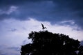 Silhouette of a brown pelican landing on a tree - Panama City, Panama Royalty Free Stock Photo