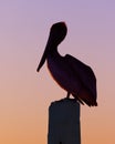 Silhouette of a Brown Pelican at sunset - Florida Royalty Free Stock Photo