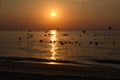 Brown Pelican silhouette Royalty Free Stock Photo