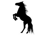 Silhouette of a bucking horse Royalty Free Stock Photo