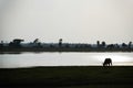 Silhouette of a buffalo eating in field near river Royalty Free Stock Photo