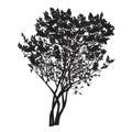 Silhouette of a bush of the blossoming lilac