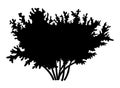 Silhouette bush with leaves isilated on white background. Lush bush several thick branche wide crown