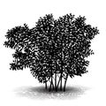 Silhouette bush with leaves and shadow