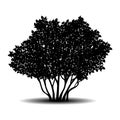 Silhouette bush with leaves and shadow