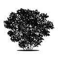 Silhouette bush with leaves and shadow