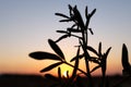 Silhouette of a bush at sunset in the desert of Riyadh, Saudi Arabia Royalty Free Stock Photo