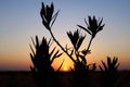 Silhouette of a bush at sunset in the desert of Riyadh, Saudi Arabia Royalty Free Stock Photo