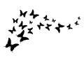 Silhouette butterflies design ,isolated on transpant background