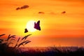 Silhouette of butterfly flying outdoor the sunset.