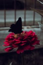 Silhouette of a butterfly on a red flower in an artistic photo