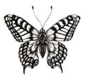 Silhouette of butterfly. Symbol of soul, immortality, rebirth and resurrection. Black and white illustration