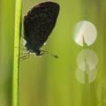 Silhouette of Butterfly (Zizina otis labradus) Warming its Wings