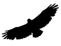 Silhouette of buzzard Royalty Free Stock Photo