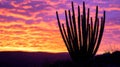 Silhouette Cactus Against Vibrant Sunset Sky Royalty Free Stock Photo