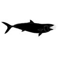 A silhouette of a California yellowtail fish wearing a mask