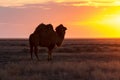 Silhouette of camel against the background of a sunset in the desert Royalty Free Stock Photo