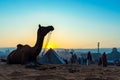 A golden sunrise at pushkar camel festival