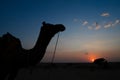 Silhouette of a Camel, Camelus dromedarius, at sand dunes of Thar desert, Rajasthan, India. Camel riding is a favourite activity Royalty Free Stock Photo