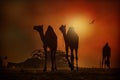 Camel silhouette in Pushkar Royalty Free Stock Photo