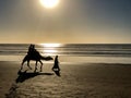 Silhouette of camel ride on beach at sunset in Morocco Royalty Free Stock Photo