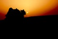 Silhouette of a camel at Sam Desert, Jaisalmer, Rajasthan, India Royalty Free Stock Photo