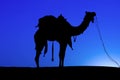 Silhouette camel at sunset, India.