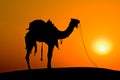 Silhouette camel at sunset , India.