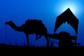 Silhouette camel at sunset in India .