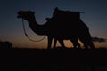 silhouette of a camel at sunset - Morocco Royalty Free Stock Photo