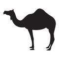 silhouette of camel. Vector illustration decorative design Royalty Free Stock Photo