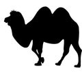 Silhouette of a camel