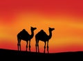 silhouette of Camels